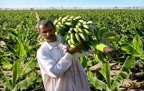 برداشت ۱۶۲ هزار تن موز از سه هزار هکتار باغات سیستان و بلوچستان