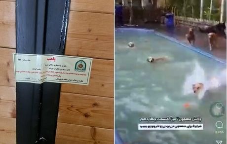 پلمب کافه سگ‌ها در تهران