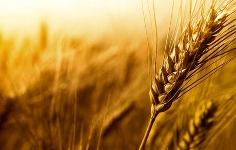 خرید تضمینی ۳۰۰ هزار تن گندم در یک ماه گذشته