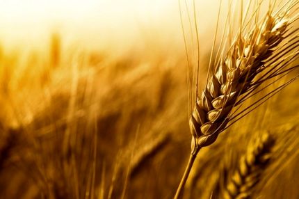 خرید تضمینی ۳۰۰ هزار تن گندم در یک ماه گذشته