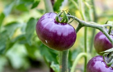 گوجه‌فرنگی اصلاح ژنتیکی و به رنگ بنفش مجوز تولید گرفت