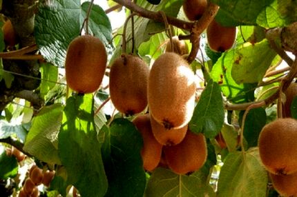 برداشت کیوی از ۸۵ درصد باغ‌های استان گیلان