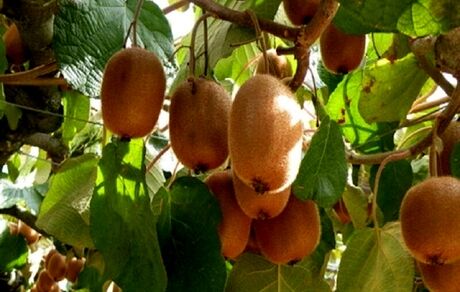 برداشت کیوی از ۸۵ درصد باغ‌های استان گیلان