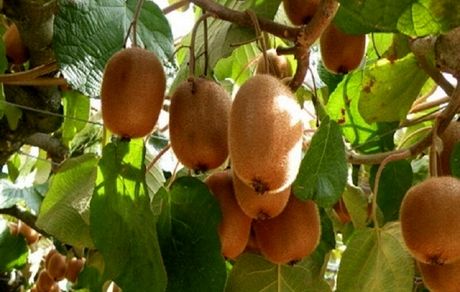 برداشت کیوی از ۸۵ درصد باغ‌های استان گیلان