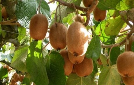 برداشت کیوی از ۸۵ درصد باغ‌های استان گیلان