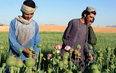 افزایش ۳۲ درصدی کشت خشخاش در افغانستان