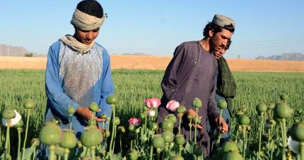 افزایش ۳۲ درصدی کشت خشخاش در افغانستان