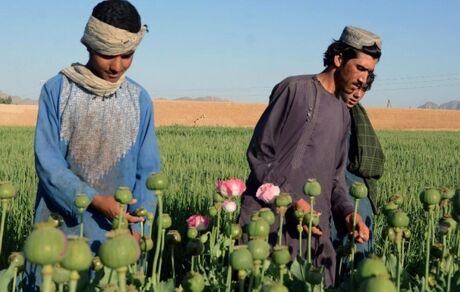 افزایش ۳۲ درصدی کشت خشخاش در افغانستان