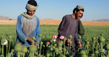 افزایش ۳۲ درصدی کشت خشخاش در افغانستان