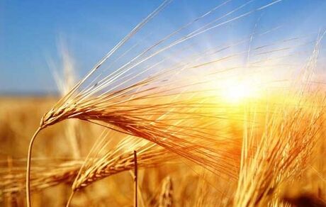قیمت خرید تضمینی گندم، هر کیلوگرم ۱۹.۵ هزار تومان ماند