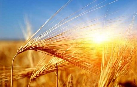 قیمت خرید تضمینی گندم، هر کیلوگرم ۱۹.۵ هزار تومان ماند