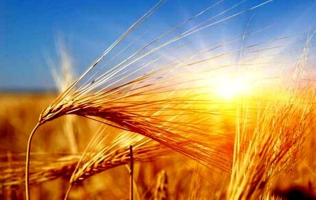 قیمت خرید تضمینی گندم، هر کیلوگرم ۱۹.۵ هزار تومان ماند