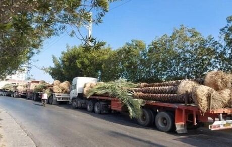 گواهی بهداشت نخل‌های صادر شده به قطر جعلی است