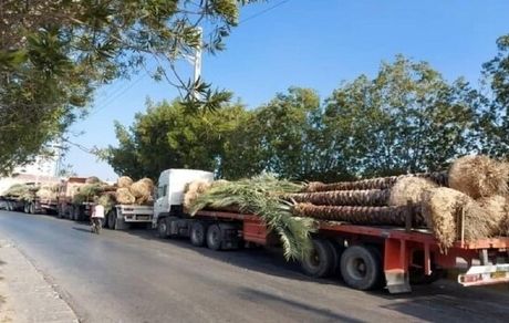 گواهی بهداشت نخل‌های صادر شده به قطر جعلی است