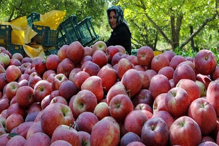 دپوی ۱۰هزار میلیارد ریال سیب در سردخانه‌ها/ هزینه بالای حمل و نقل مهمترین مانع صادرات