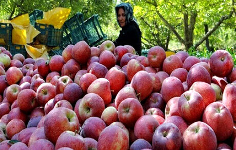دپوی ۱۰هزار میلیارد ریال سیب در سردخانه‌ها/ هزینه بالای حمل و نقل مهمترین مانع صادرات