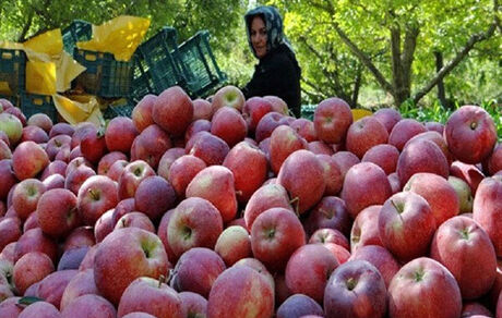 دپوی ۱۰هزار میلیارد ریال سیب در سردخانه‌ها/ هزینه بالای حمل و نقل مهمترین مانع صادرات