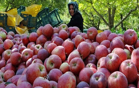 دپوی ۱۰هزار میلیارد ریال سیب در سردخانه‌ها/ هزینه بالای حمل و نقل مهمترین مانع صادرات