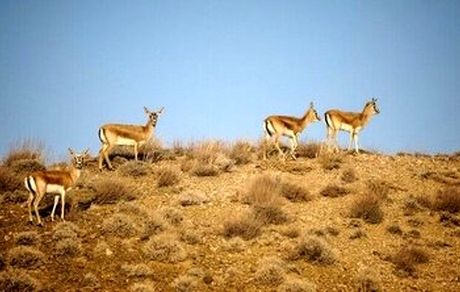 اعمال محدودیت ورود به مناطق حفاظت‌شده استان همدان