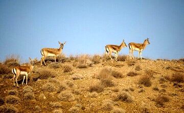 اعمال محدودیت ورود به مناطق حفاظت‌شده استان همدان