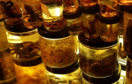 بازداشت قاچاقچی عنکبوت به آمریکا در استانبول