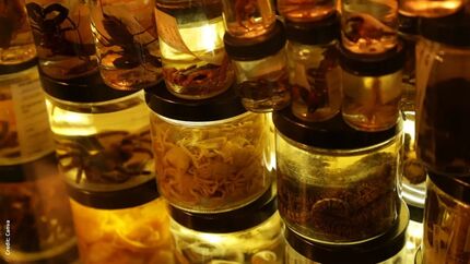 بازداشت قاچاقچی عنکبوت به آمریکا در استانبول