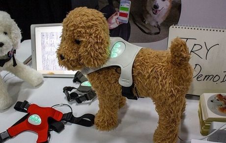 
تشخیص احساس سگ‌ها با یک فناوری پوشیدنی
