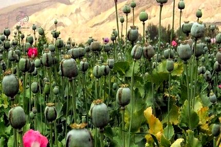 معدوم سازی ۸۵ مزرعه کشت خشخاش در سیستان و بلوچستان