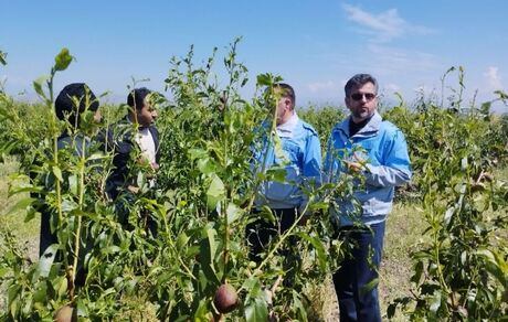 خسارت سنگین سیلاب و تگرگ به مزارع و باغات ۱۶ روستای مشگین شهر