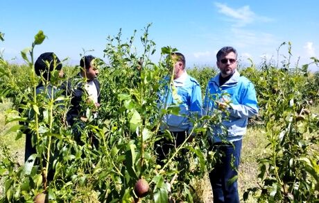 خسارت سنگین سیلاب و تگرگ به مزارع و باغات ۱۶ روستای مشگین شهر