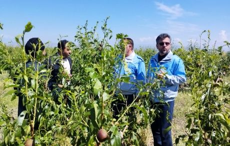 خسارت سنگین سیلاب و تگرگ به مزارع و باغات ۱۶ روستای مشگین شهر