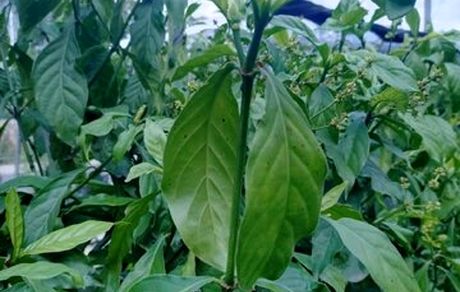 تولید همزمان ۵ ترکیب روان‌گردان مختلف در یک گیاه تنباکو توسط دانشمندان