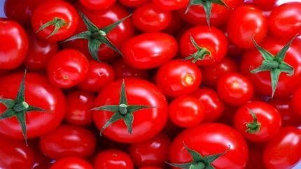 پیش بینی تولید نزدیک به شش میلیون تن گوجه فرنگی