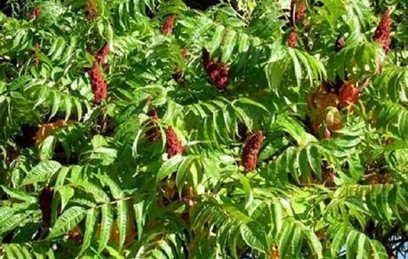 هفتمین جشنواره ملی سماق در گناباد برگزار شد