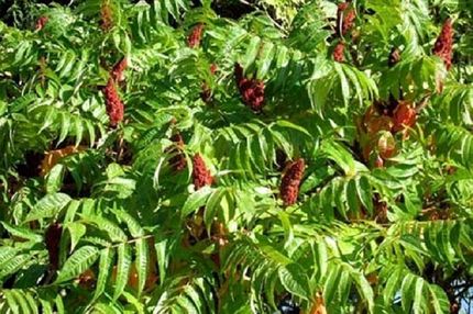 هفتمین جشنواره ملی سماق در گناباد برگزار شد