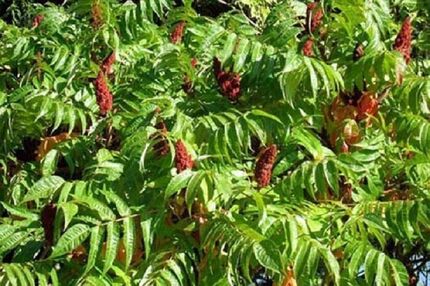 هفتمین جشنواره ملی سماق در گناباد برگزار شد