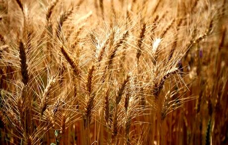 زمان مشخص شدن قیمت خرید تضمینی گندم اعلام شد