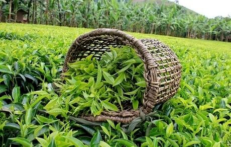 واردات چای به دستور رئیس‌جمهور محدود شده است