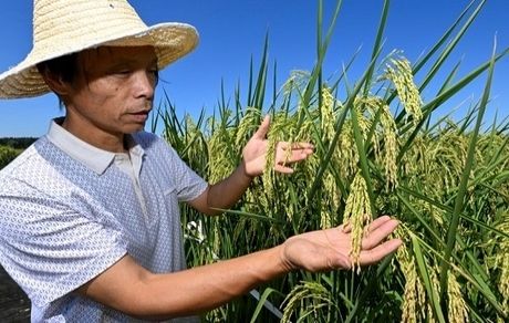 چینی‌ها، برنج هیبریدی هم تولید کردند
