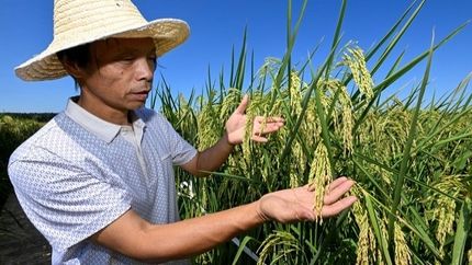 چینی‌ها، برنج هیبریدی هم تولید کردند