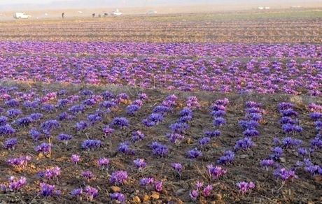 برداشت زعفران در استان خراسان جنوبی کاهش یافت / دلیل: خشکسالی