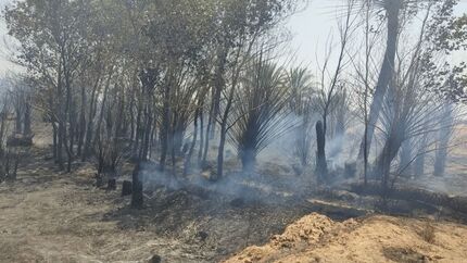 از بین رفتن ۱۰۰۰ درخت نخل در خوروبیابانک بدلیل آتش سوزی