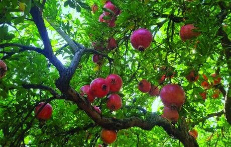 سومین جشنواره انار ترشی در روستای دازمیرکنده برگزار خواهدشد