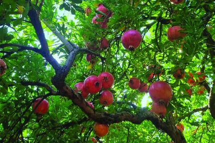 سومین جشنواره انار ترشی در روستای دازمیرکنده برگزار خواهدشد