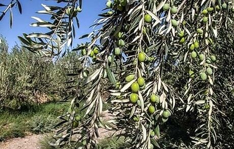 برداشت دانه روغنی زیتون ماری در رودبار آغاز شد