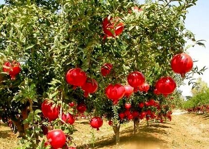 دومین جشنواره ملی انار ایج و رودبال برگزار می‌شود