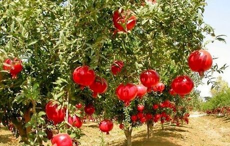 دومین جشنواره ملی انار ایج و رودبال برگزار می‌شود