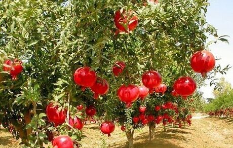 دومین جشنواره ملی انار ایج و رودبال برگزار می‌شود