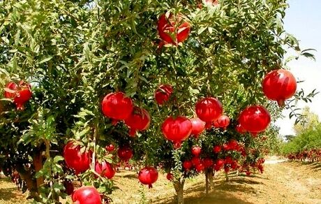 دومین جشنواره ملی انار ایج و رودبال برگزار می‌شود