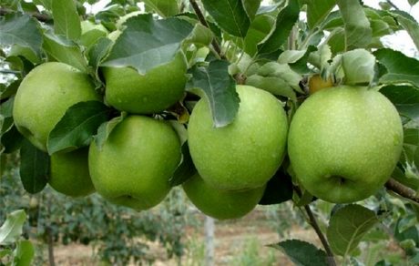 رشد ۶ درصدی تولیدات باغی در کشور